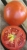 Tomatoes Otranto F1