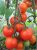 Tomatoes Yakhont