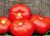 Tomatoes Tyutchev