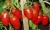 Tomatoes Sicilian pepper