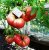 Tomatoes Rosemary F1