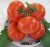 Tomatoes Radonezh F1