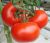 Tomatoes Floradel