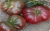 Tomatoes Chernomor
