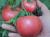 Tomatoes Pinky F1