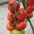Tomatoes Semko 2003