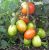 Tomatoes Karas