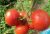 Tomatoes Marisha