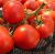 Tomatoes Hilario F1