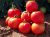 Tomatoes Macarena F1