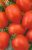 Tomatoes Nadezhda Tarasenko
