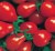 Tomatoes Turandot