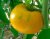 Tomatoes Altai yellow