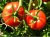 Tomatoes Cornelia F1