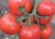 Tomatoes Aksai F1