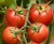 Tomatoes Scarlet Caravel F1
