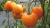 Tomatoes Golden Ozharovsky