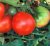 Tomatoes Marglobe