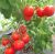 Tomatoes Rumba Ozharovsky