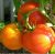 Tomatoes Heinz 1370