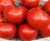 Tomatoes Floradade