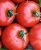 Tomatoes Zoreslav