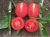 Tomatoes Stella Red F1