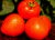 Tomatoes Supernova F1