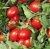 Tomatoes Tritoneks