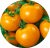 Tomatoes Orange