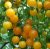 Tomatoes Minigold