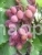 Grapes FVCA-6 - 3
