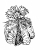Cacti (cacti care) A .  Capricornes .  A .  Capricorne (Dietr .  ) Br .  Et R .