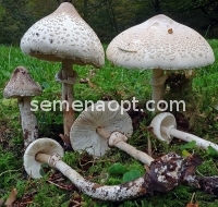 蘑菇(种蘑菇) 蘑菇伞乳突